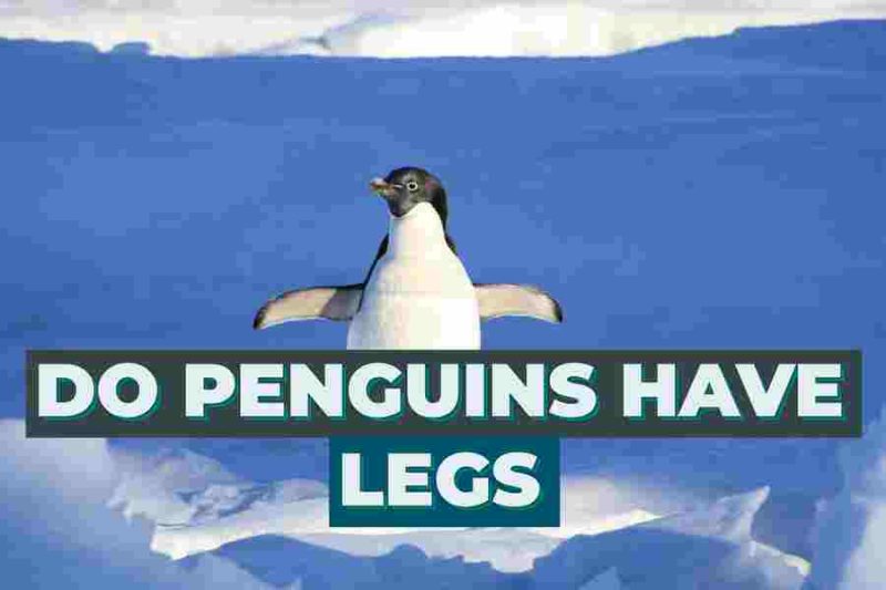 Do Penguins Have Legs