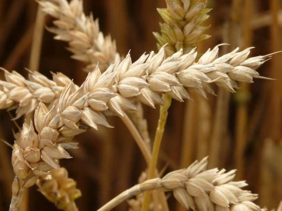 Are Mini Wheats Healthy