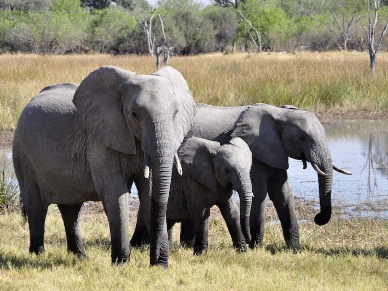 Are elephants omnivores