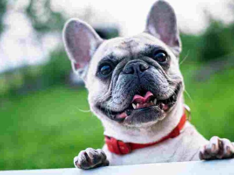 Can Dogs Eat Fruit Snacks
