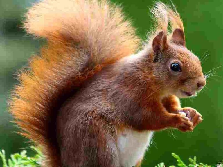 Can Squirrels Eat Pecans