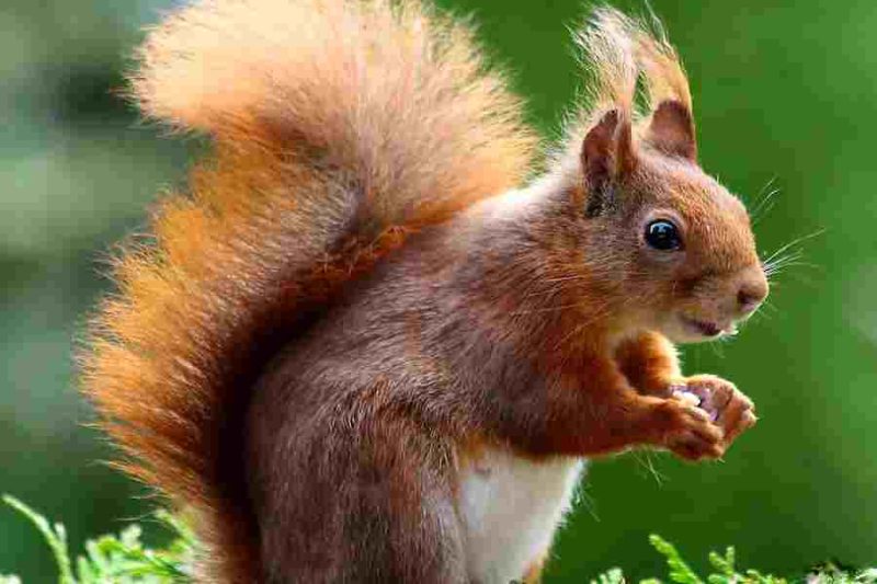 Can Squirrels Eat Pecans