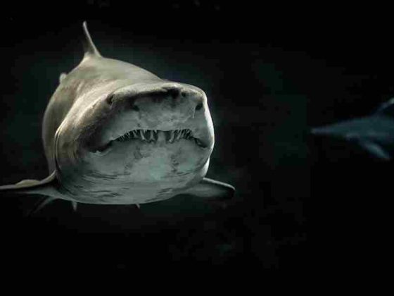 Do Basking Sharks Eat Humans