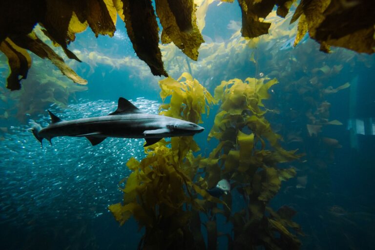 Do Basking Sharks Eat Humans