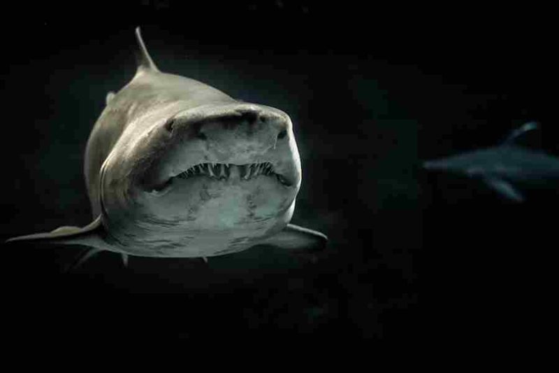 Do Basking Sharks Eat Humans
