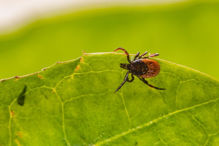 Do Ticks Come In Groups