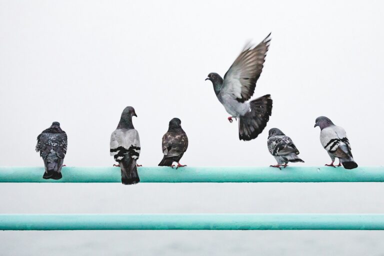 Are Chicken Pigeons Real
