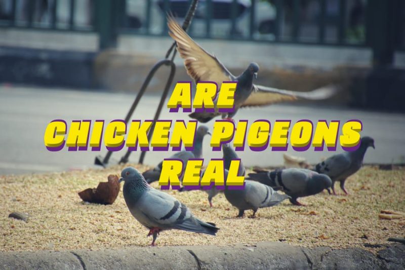 Are Chicken Pigeons Real
