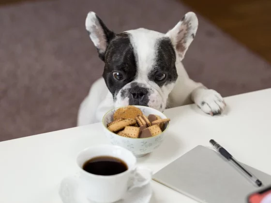 How To Pick The Ideal Dog Food For Sensitive Tummies