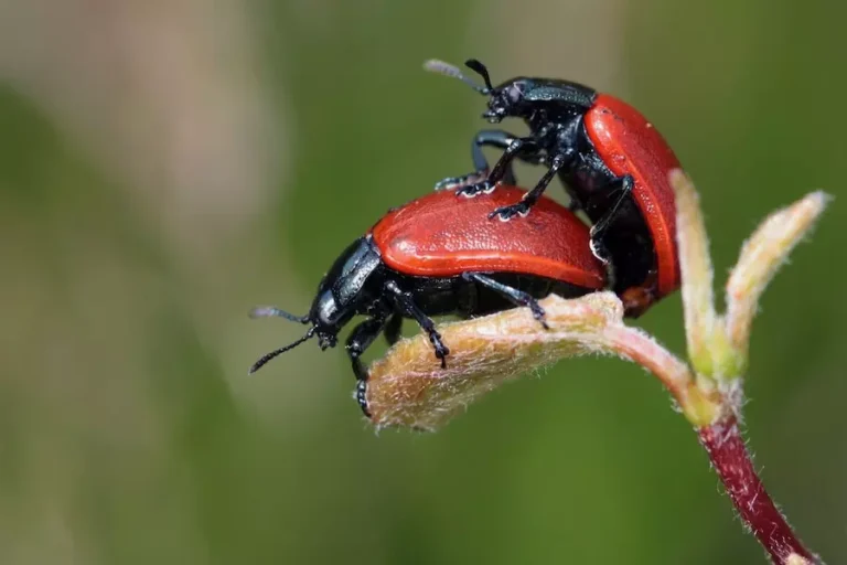 Exploring The Basics Of Reproduction
