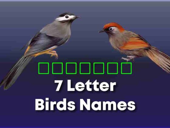Letter Birds Names