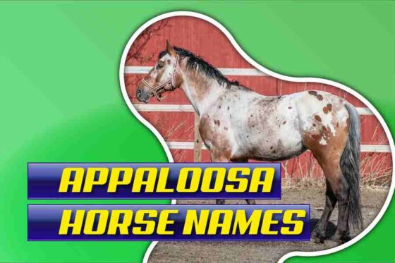 Appaloosa Horse Names