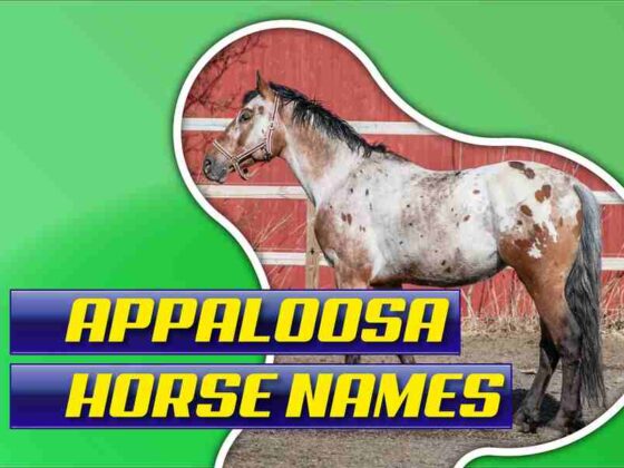 Appaloosa Horse Names