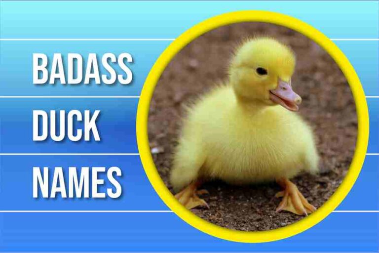 Badass Duck Names: 300 Epic Names For Your Feathered Friends