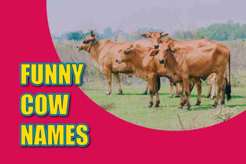 Funny Cow Names