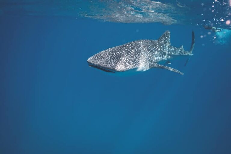 Are Bull Sharks Dangerous? Understanding Their Threat Level