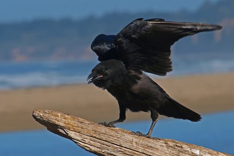 Can You Have A Pet Crow? Unraveling The Mysteries Of Crow Ownership
