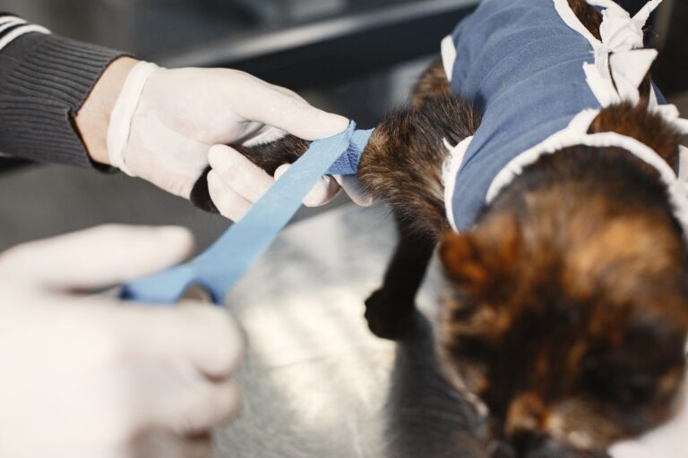 Can You Put Neosporin On A Cat