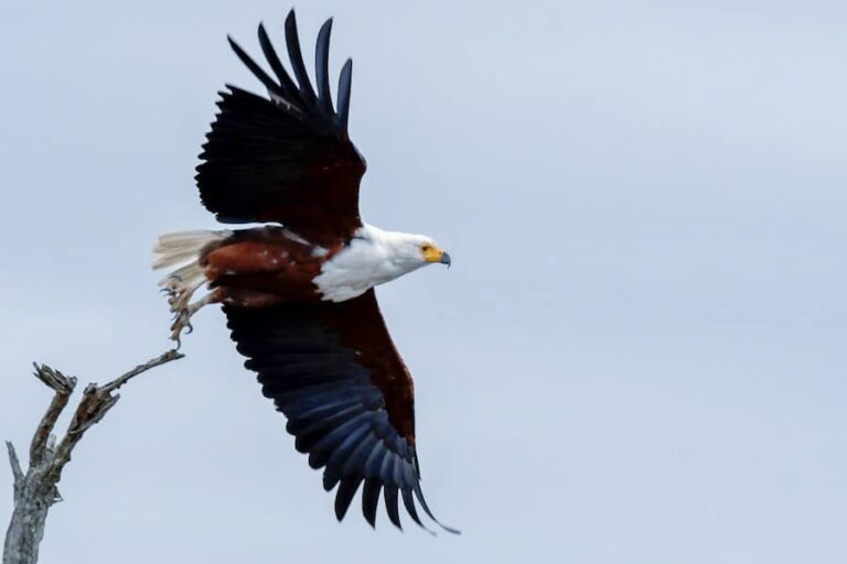 How far can eagles see: Unveiling the Visual Superpowers of Eagles