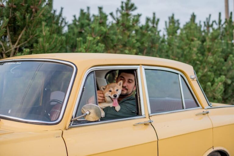 Safety And Security Tips For Car Travel With Your Dog