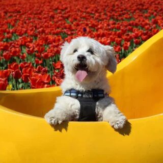 Are Tulips Poisonous To Dogs