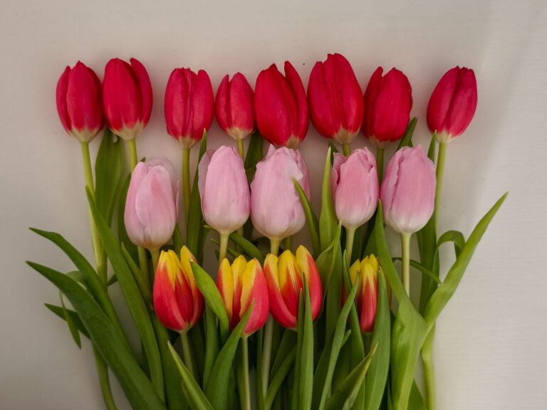 Are Tulips Poisonous To Dogs? A Comprehensive Guide